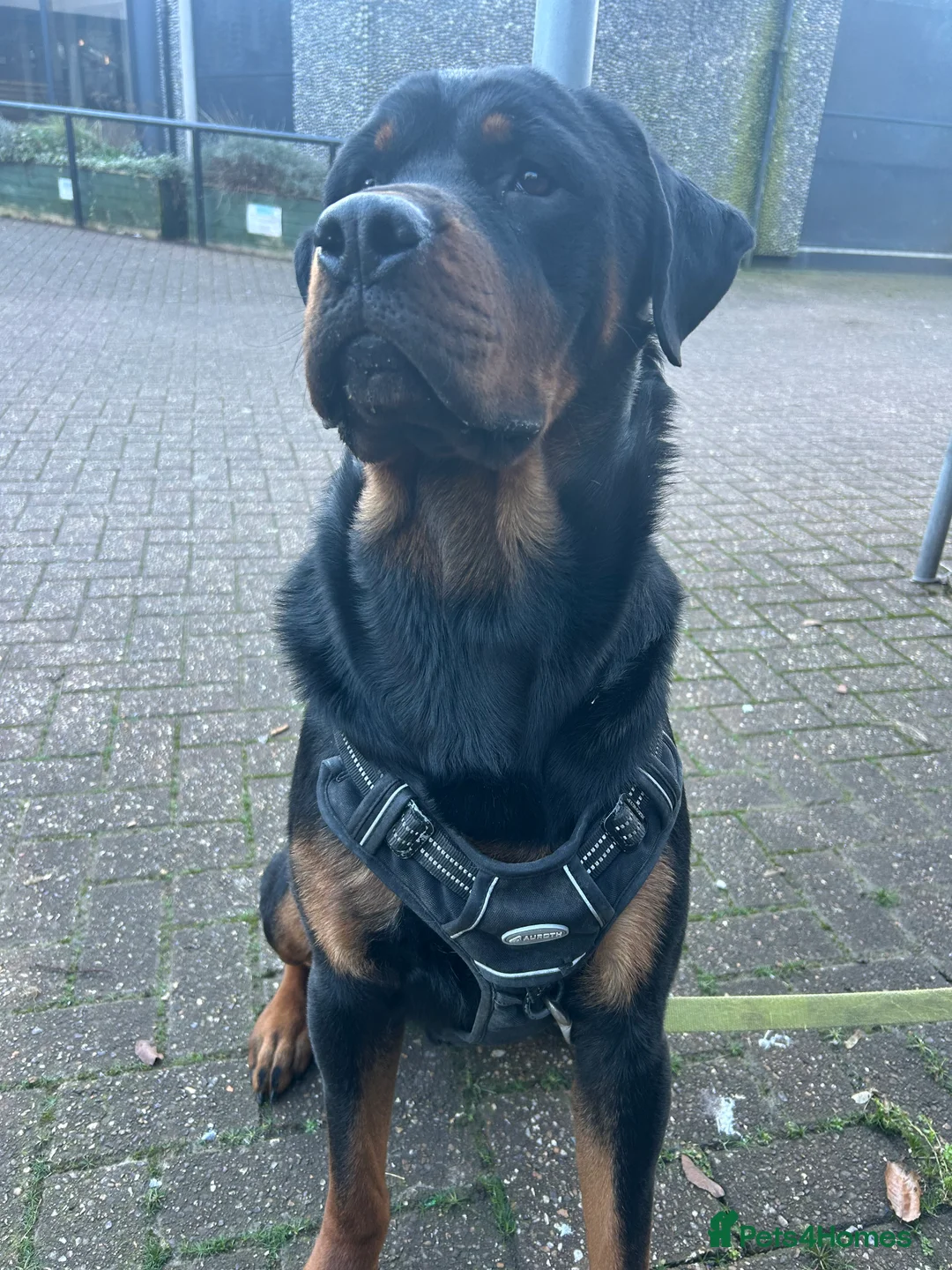 Rottweiler dogs for adoption: Kakarot - Advert 2