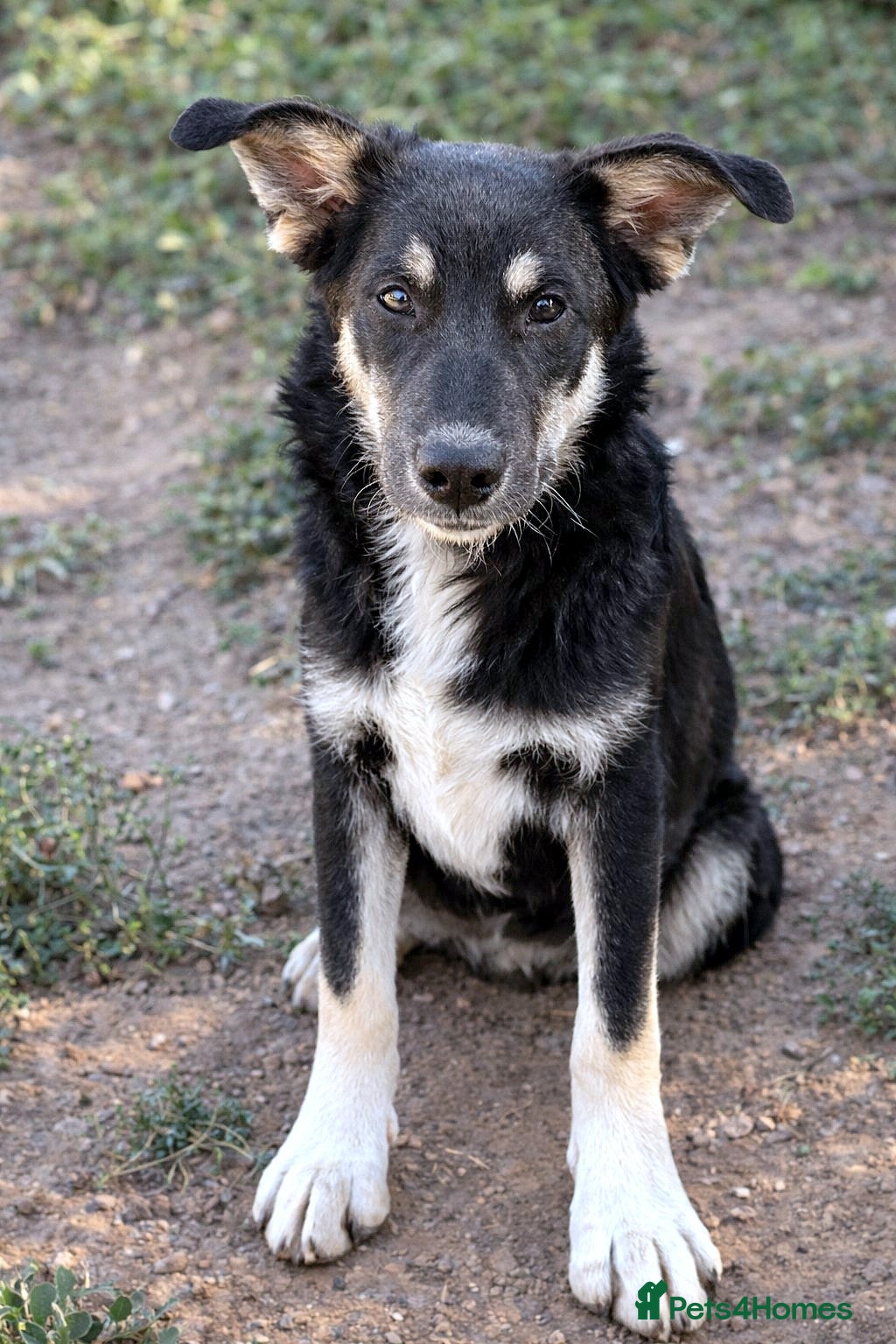 Mixed Breed dogs 🐾💛GIZMO, From a Rubbish Bag to a Real Future💛🐾 - Advert 3