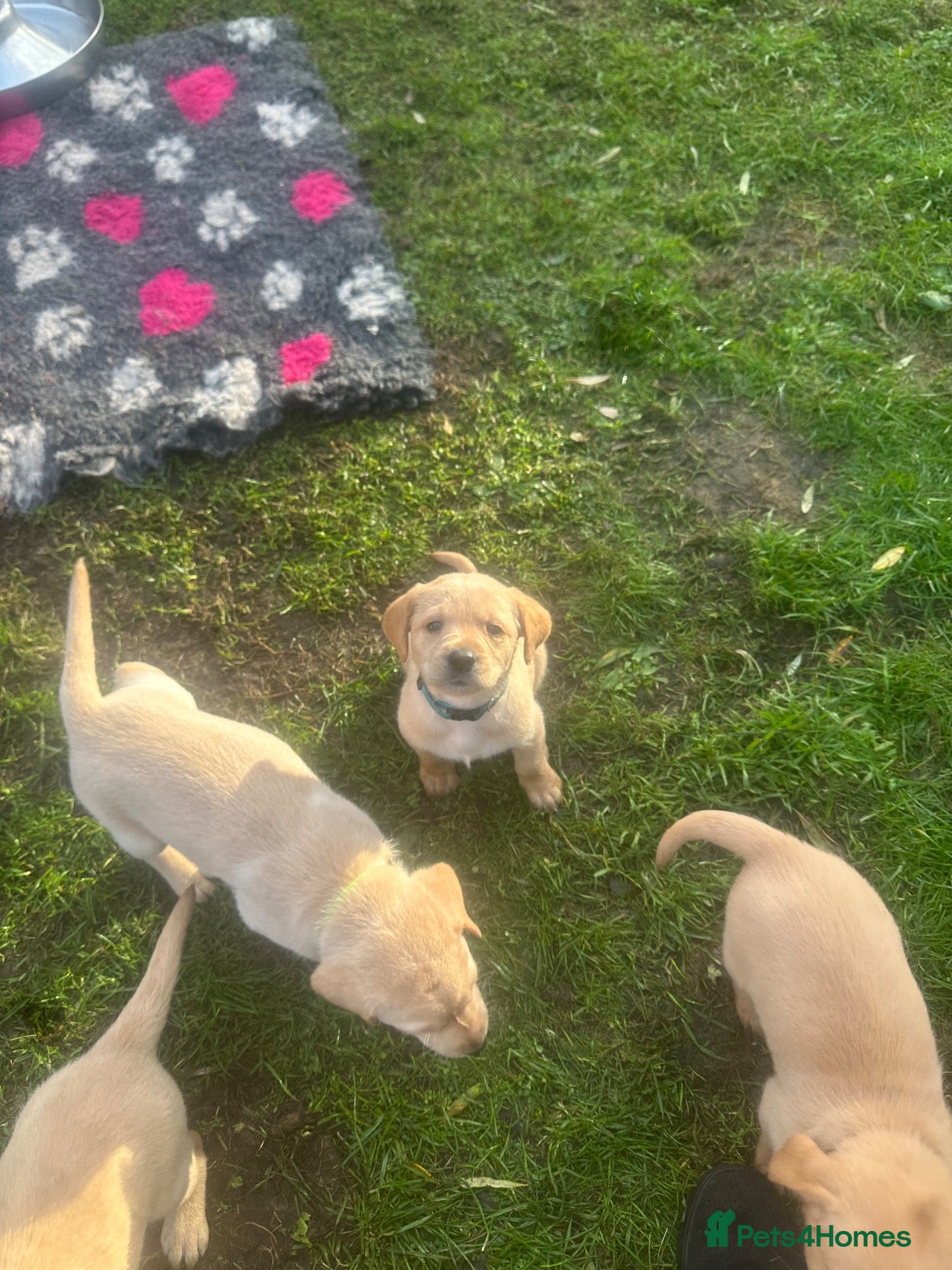 Labrador Retriever dogs for sale: My Labrador Puppys only 3 left now 🐾 - Advert 23