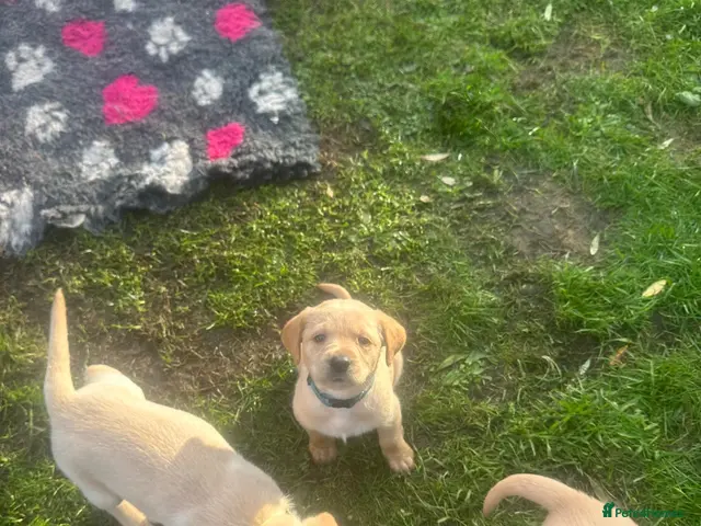 Labrador Retriever dogs for sale: My Labrador Puppys only 3 left now 🐾 - Advert 23