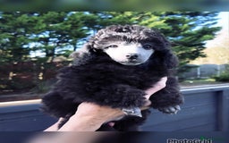 Miniature Poodle dogs for sale: Last one Silver mini poodles  - Advert 2