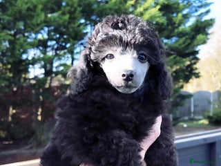 Miniature Poodle dogs - Advert 25