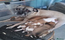 Mixed Breed dogs for sale: Pug Staffie Cross Cocker Puppies - Image 6