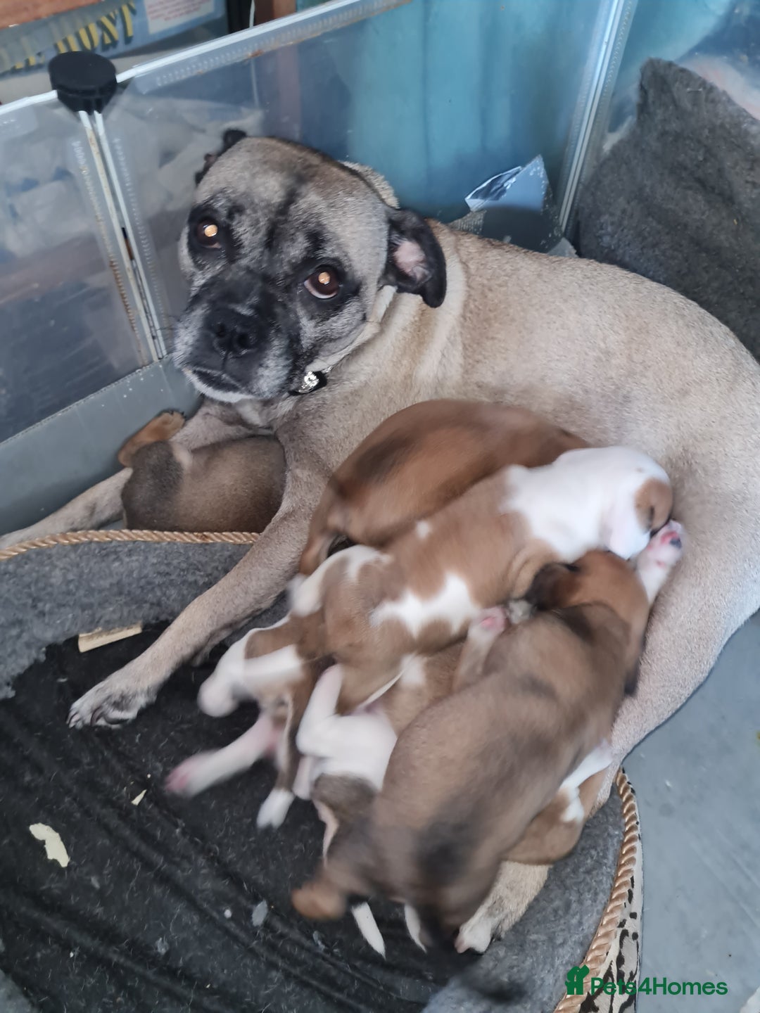 Mixed Breed dogs for sale: Pug Staffie Cross Cocker Puppies - Image 6