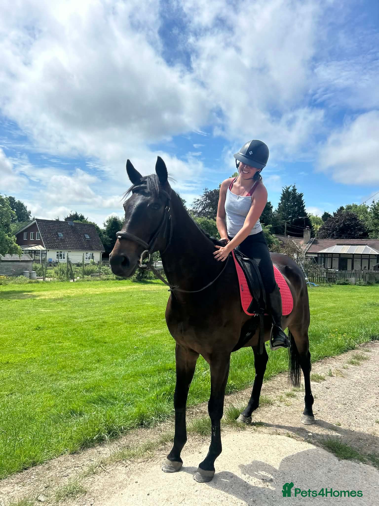 English Thoroughbred horses Super ror prospect with moves to die for - Advert 5