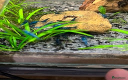 Shrimps fish for sale: Neocaridina bloody Mary red shrimp - Image 3
