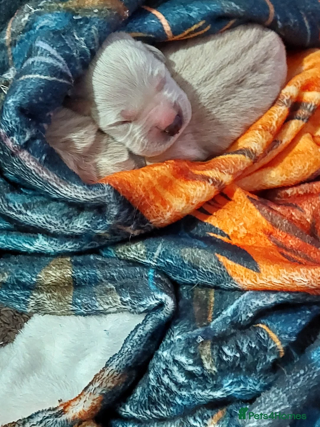 Golden Retriever dogs for sale: Golden retriever puppies  - Advert 5