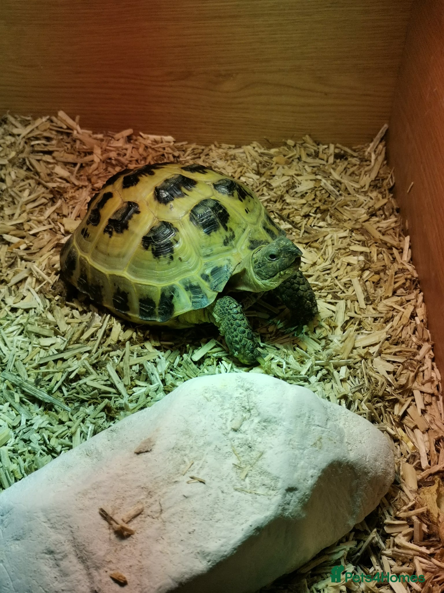 Tortoise reptiles Horsfields Tortoise - Advert 1