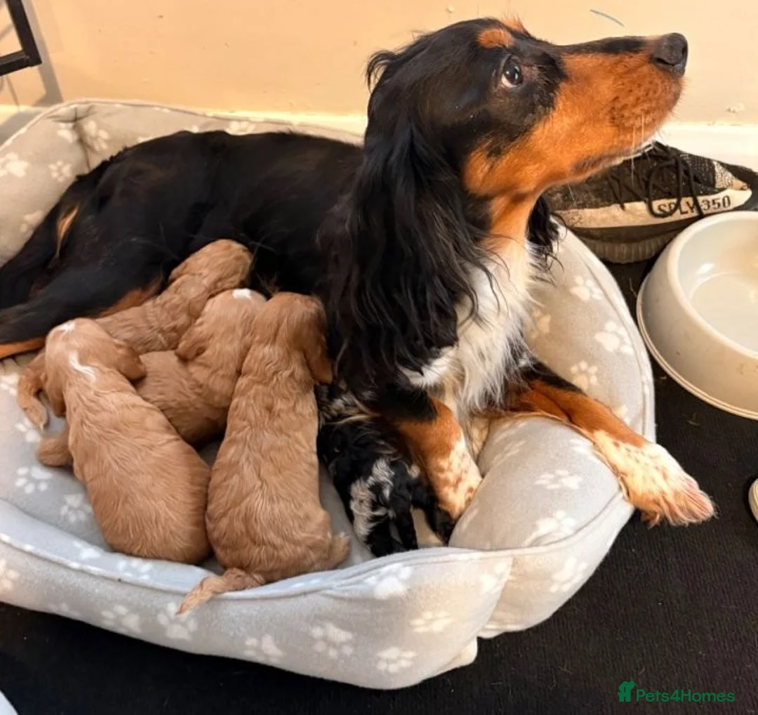 Cockapoo dogs for sale: From Our Home to Yours–Puppies Waiting for You in Cardiff - Advert 11