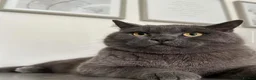 British Shorthair cats for sale: Gatsby | British Shorthair | Male | 6 Years Old - Advert 6