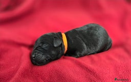 Labrador Retriever dogs for sale: Litter of 8 Labrador Pups Available - Image 3