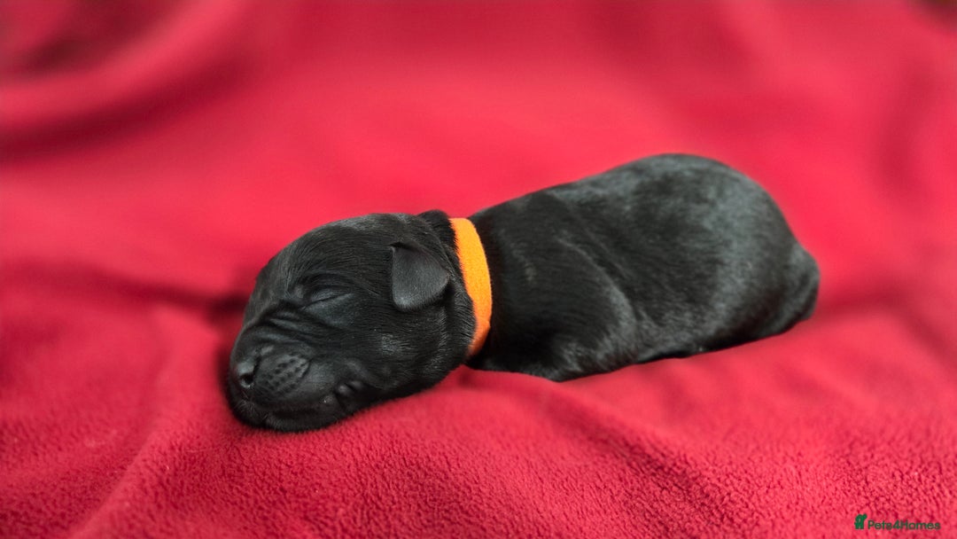 Labrador Retriever dogs for sale: Litter of 8 Labrador Pups Available - Image 3