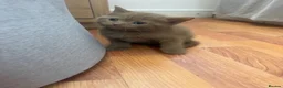 British Shorthair cats for sale: British Shorthair Cinnamon in Reading - Advert 12