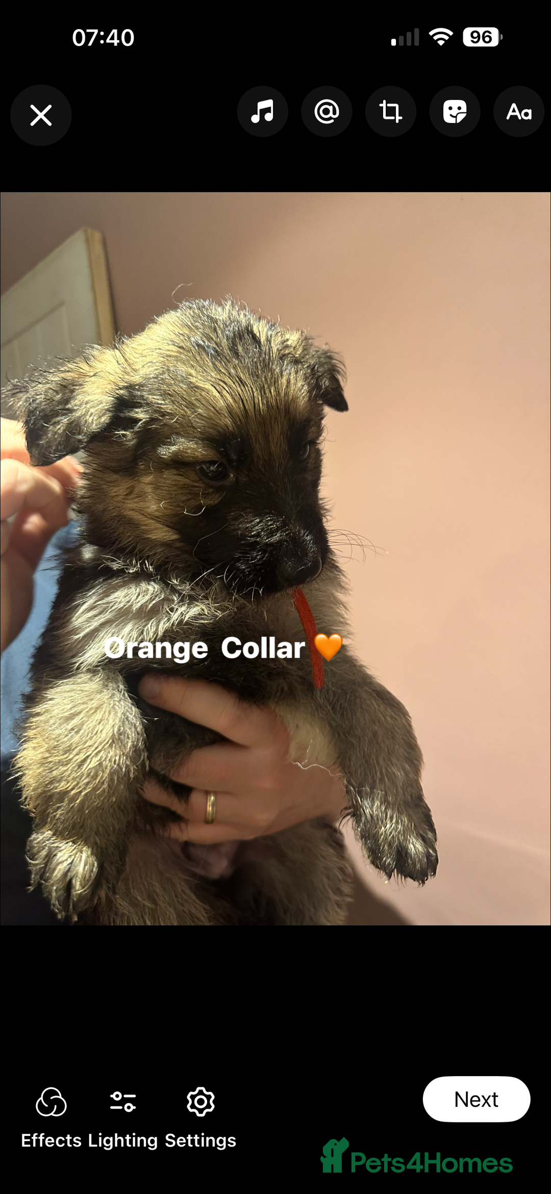 German Shepherd dogs for sale: German Shepherd puppies *Open to sensible offers* - Advert 32