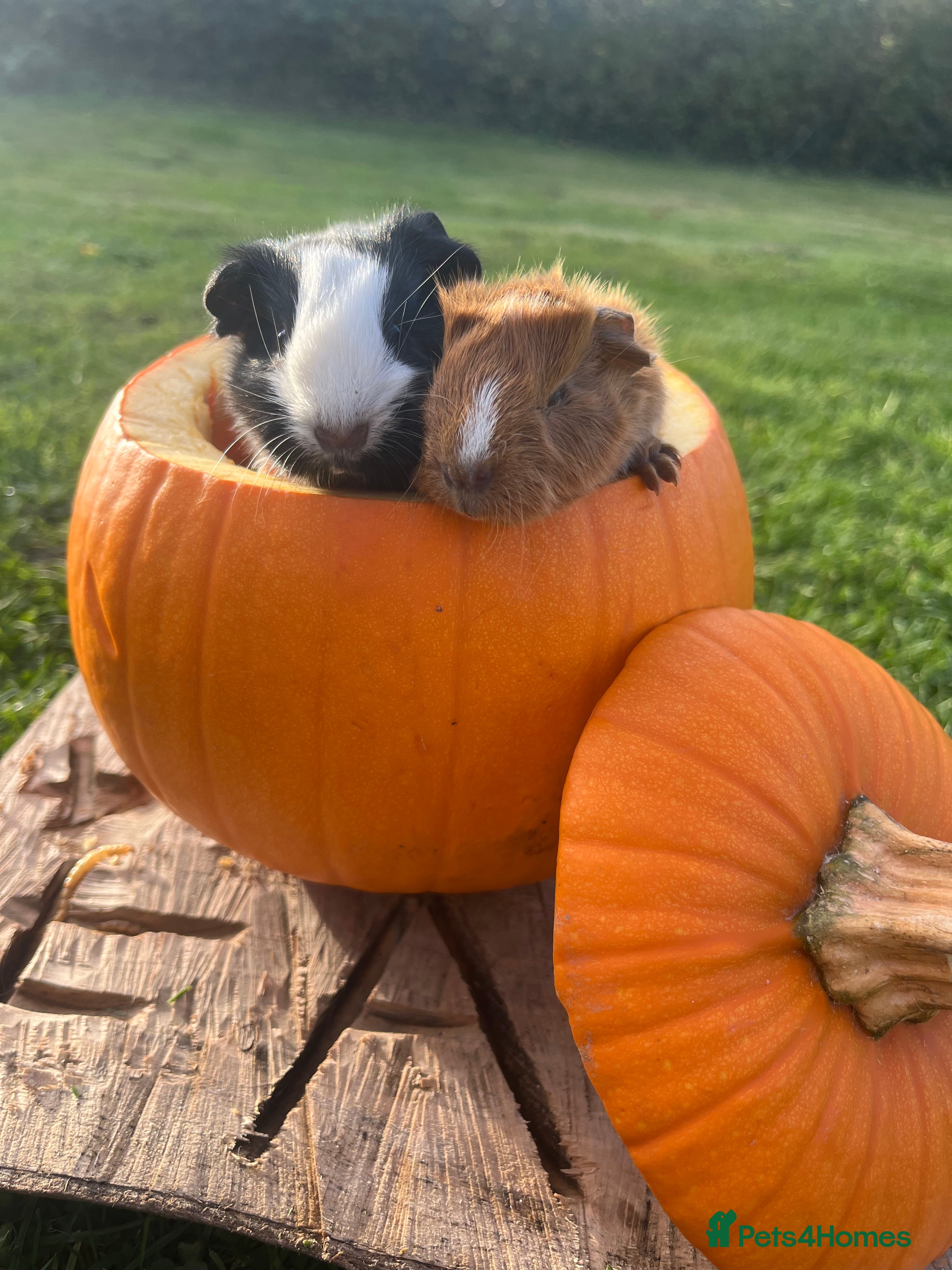 Guinea Pig rodents Guinea Pig Babies for Sale Boys and Girls - Advert 18