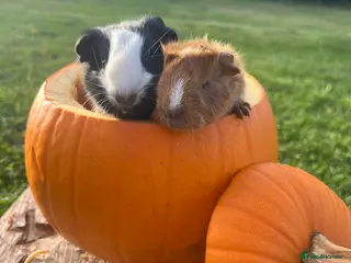 Guinea Pig rodents Guinea Pig Babies for Sale Boys and Girls - Advert 2