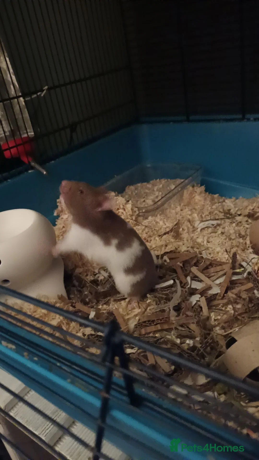 Hamster rodents for sale: Georgous female syrian hamster in Carlisle - Advert 2