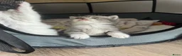 British Shorthair cats for sale: British shorthair x Persian  - Advert 9