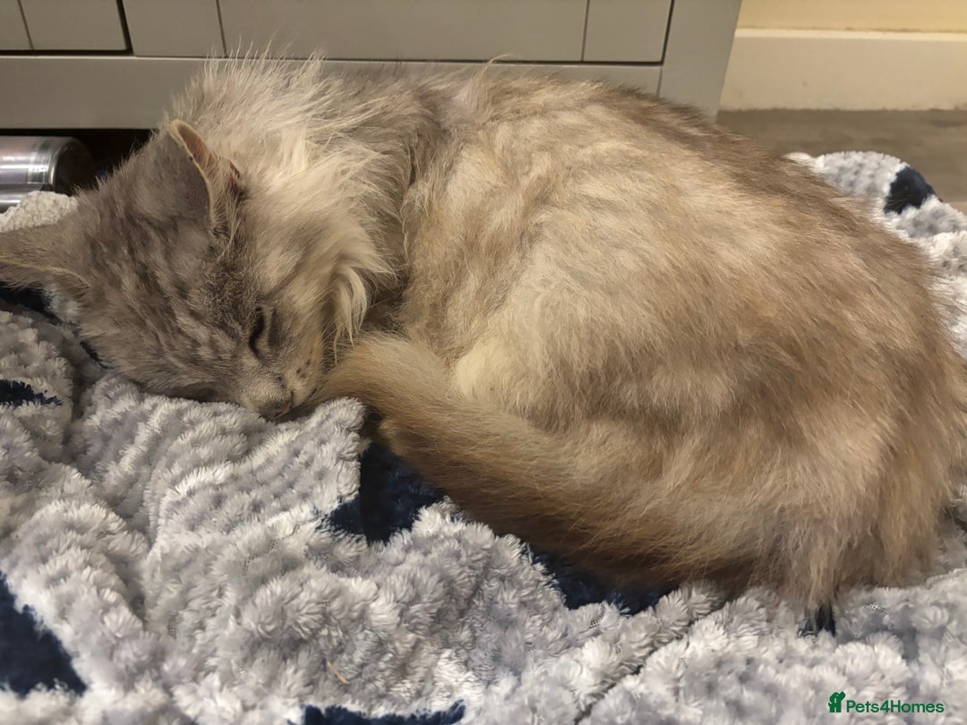 Maine Coon cats for sale: Mainecoon - Image 2