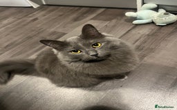Mixed Breed cats for sale: Jackie  - Image 2