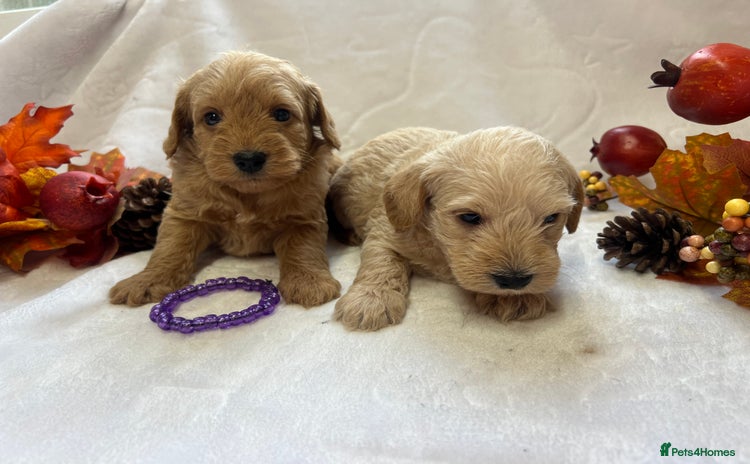 Mixed Breed dogs - Advert 2