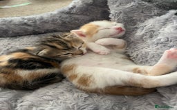 Mixed Breed cats for sale: 3 mixed breed kittens available - Image 2