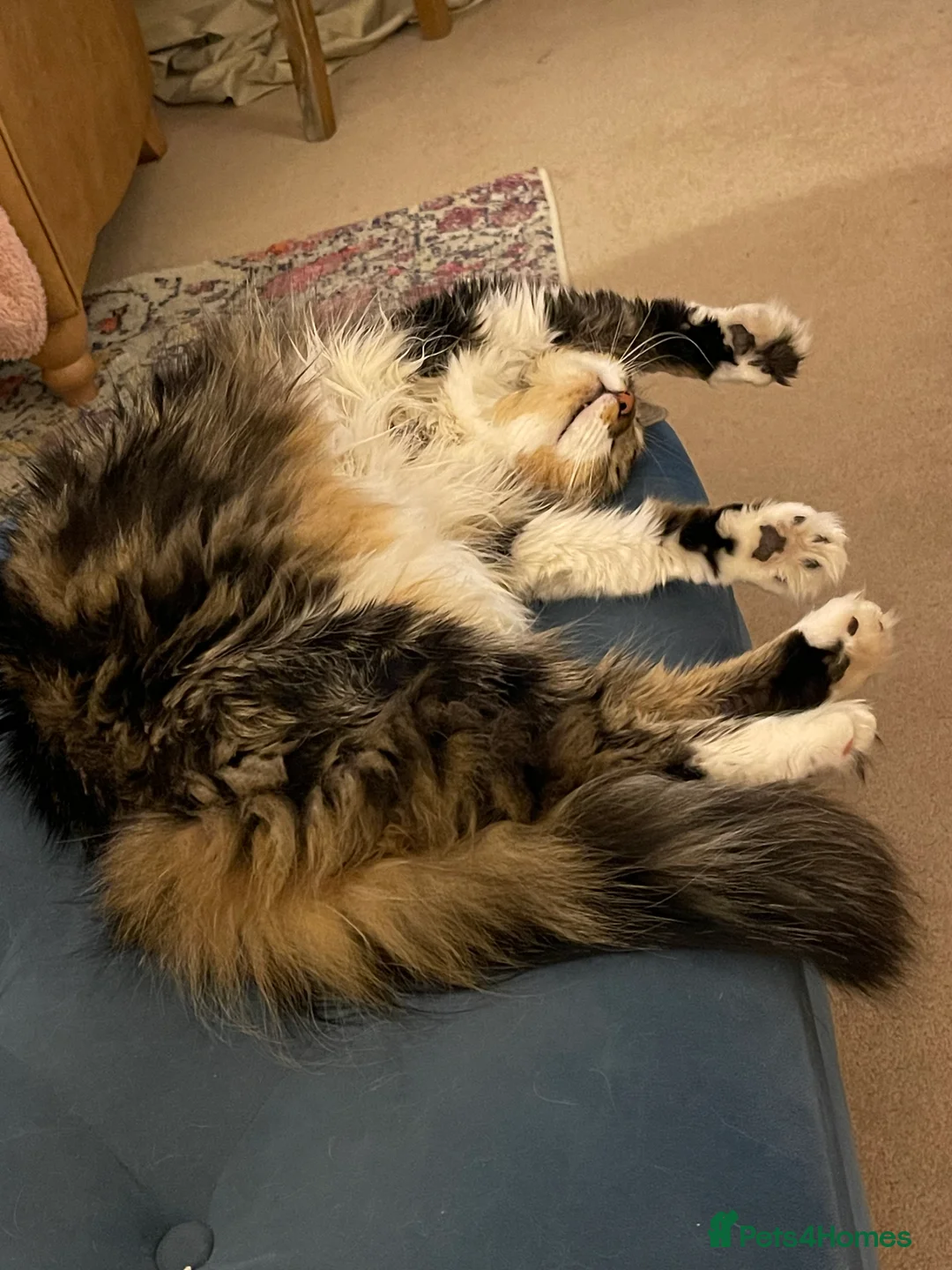 Mixed Breed cats for sale: Beautiful Female Cat- 4 years old  - Advert 2