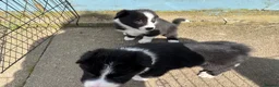 Border Collie dogs for sale: Border Collie Puppies - Advert 16