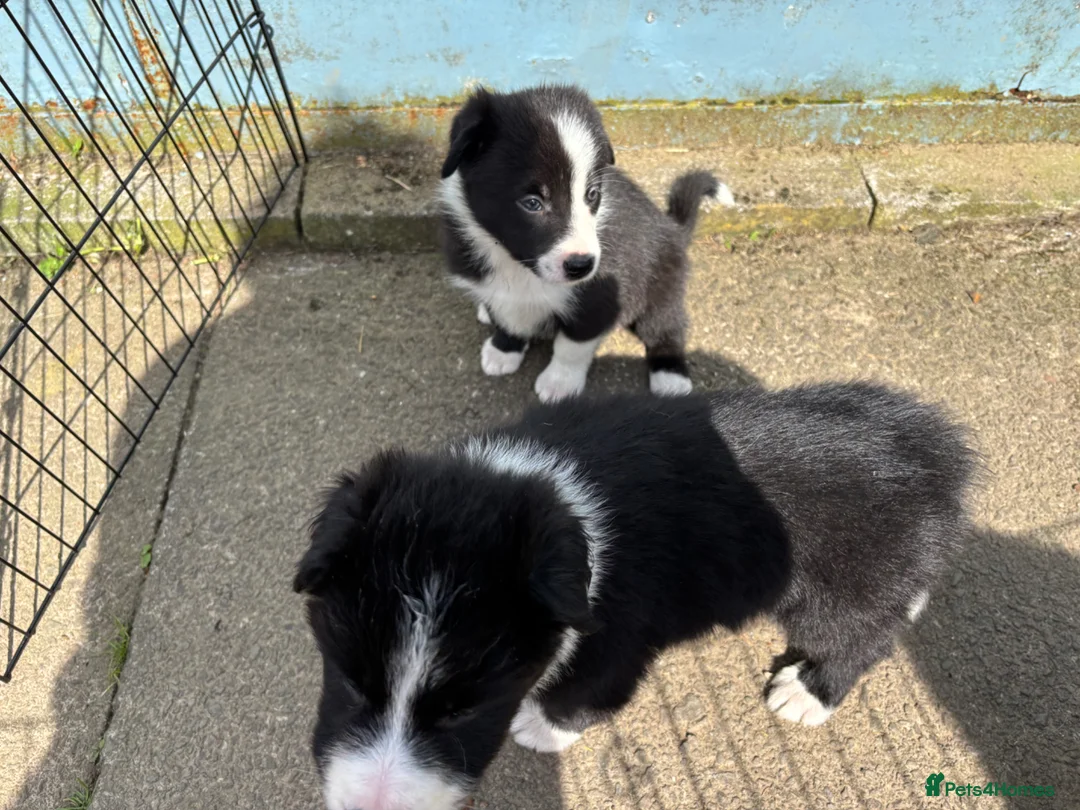 Border Collie dogs for sale: Border Collie Puppies - Advert 16
