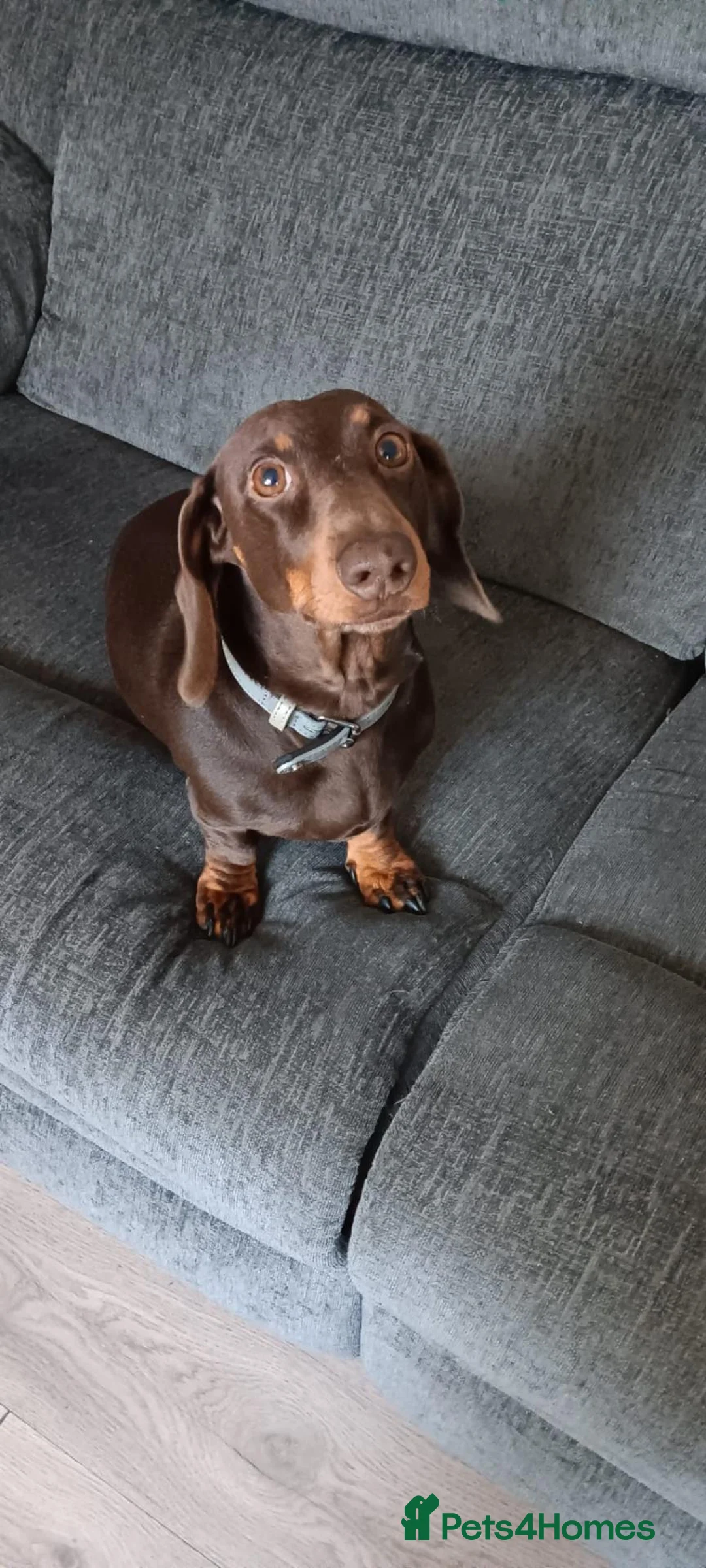 Miniature Dachshund dogs for sale: 🐾 Gorgeous Chocolate & Tan Dachshund Pups 🐾 in Knaresborough - Advert 2