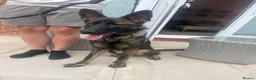 German Shepherd dogs for sale: German Shepherd in Ormskirk - Advert 2