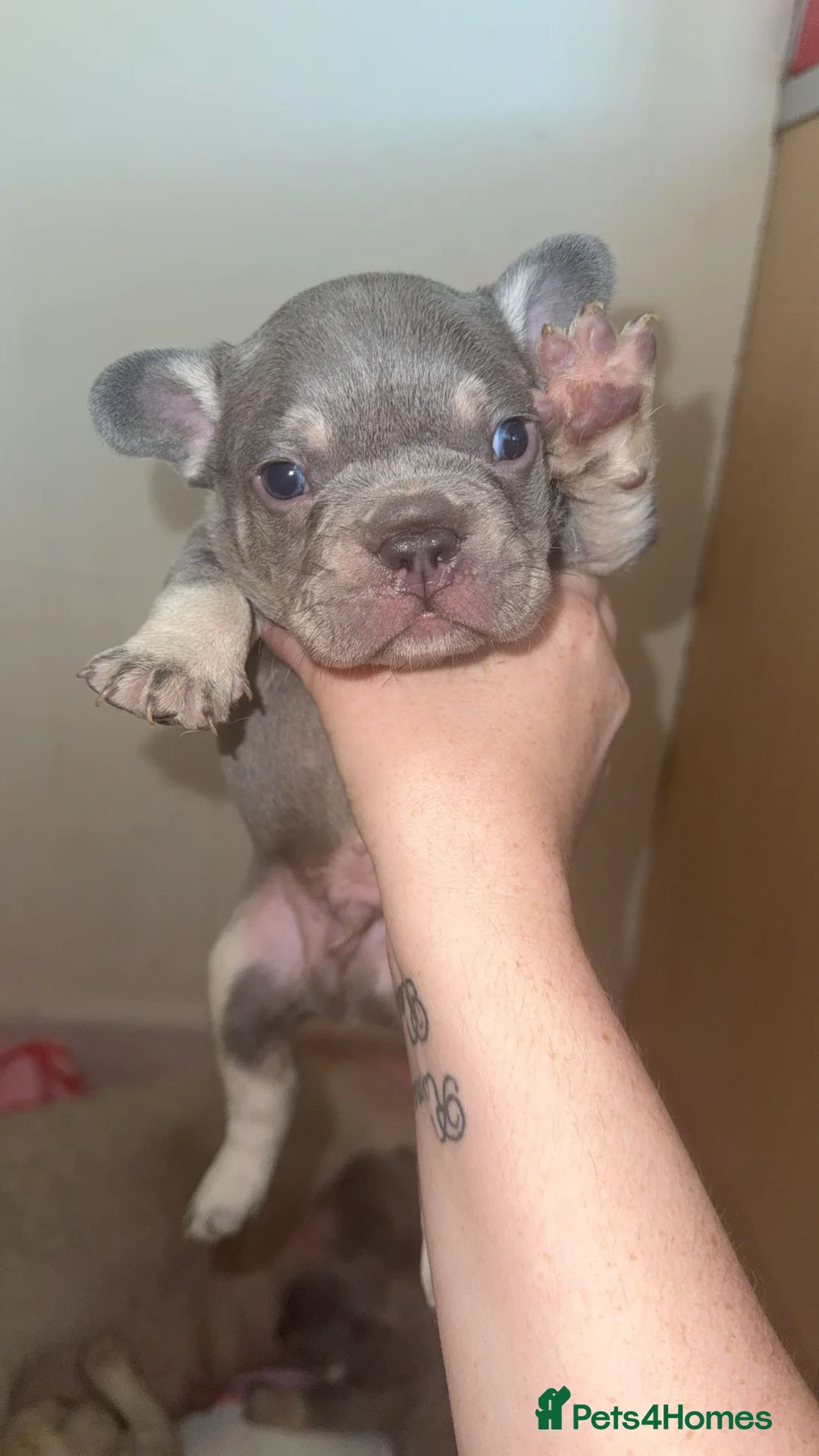 French Bulldog dogs for sale: French bulldog puppy’s  - Advert 27