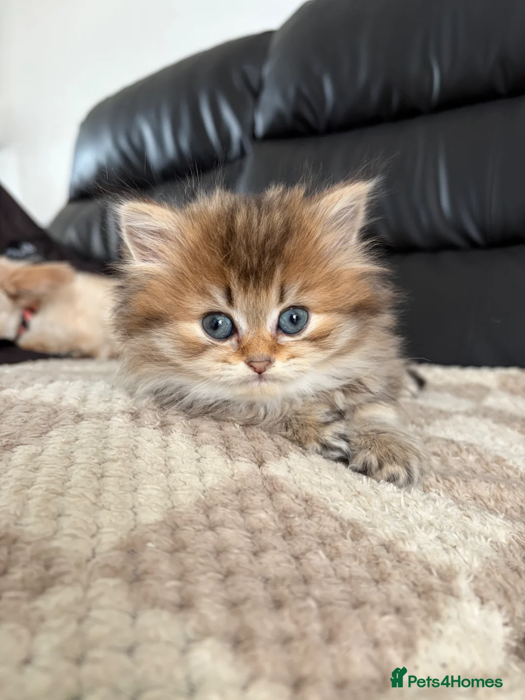 British Shorthair cats for sale: British shorthair in Buntingford - Advert 2