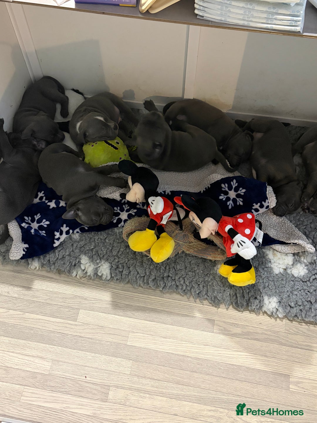 Staffordshire Bull Terrier dogs for sale: Pure Pedigree Blue Staffie Pups - Advert 15