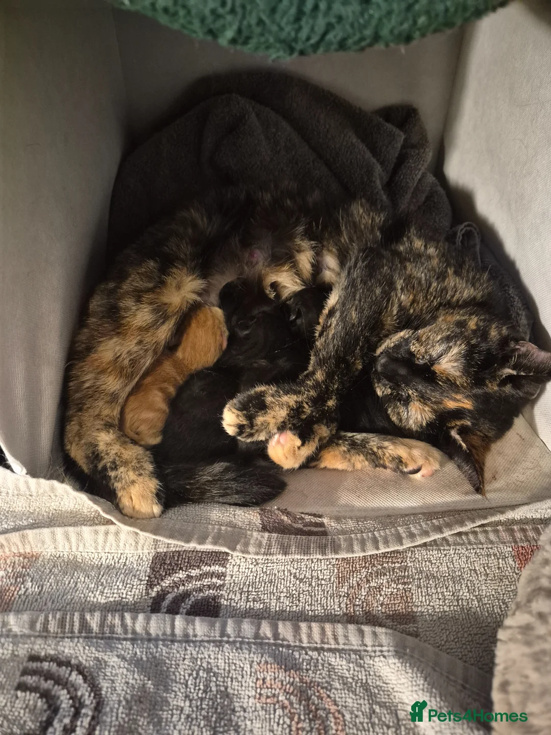Mixed Breed cats for sale: 4 kittens - Advert 1