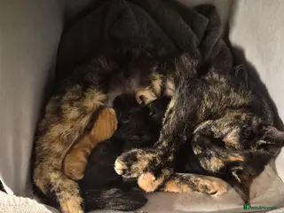 Mixed Breed cats 4 kittens - Advert 3