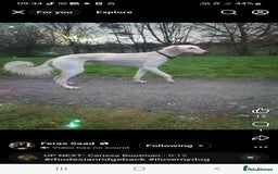 Mixed Breed dogs for sale: Lurcher - Image 2