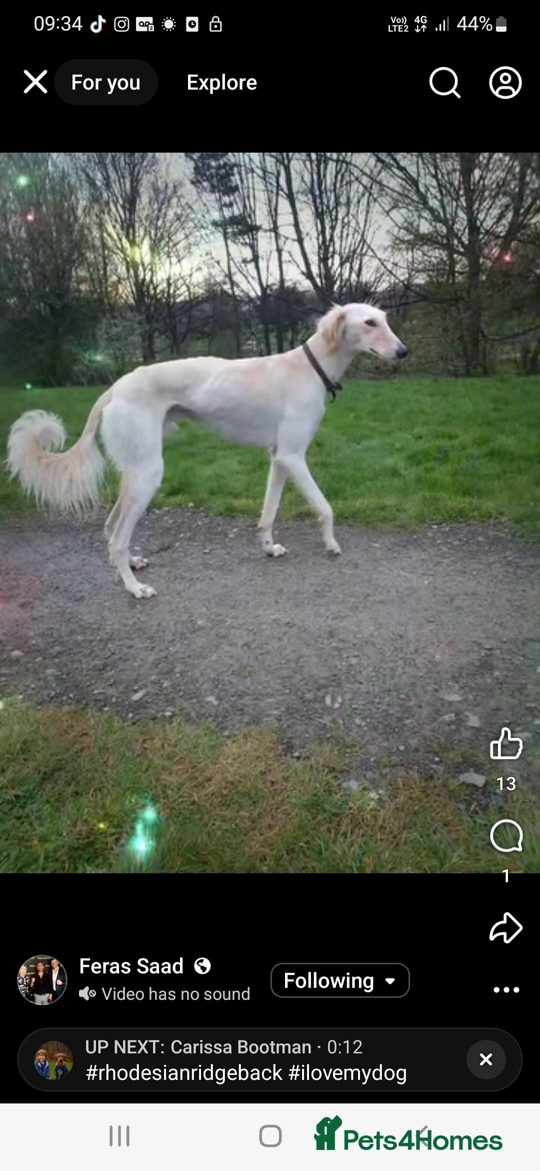 Mixed Breed dogs for sale: Lurcher - Image 2