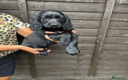 Cocker Spaniel dogs for sale: Cocker spaniel female puppies  - Image 27