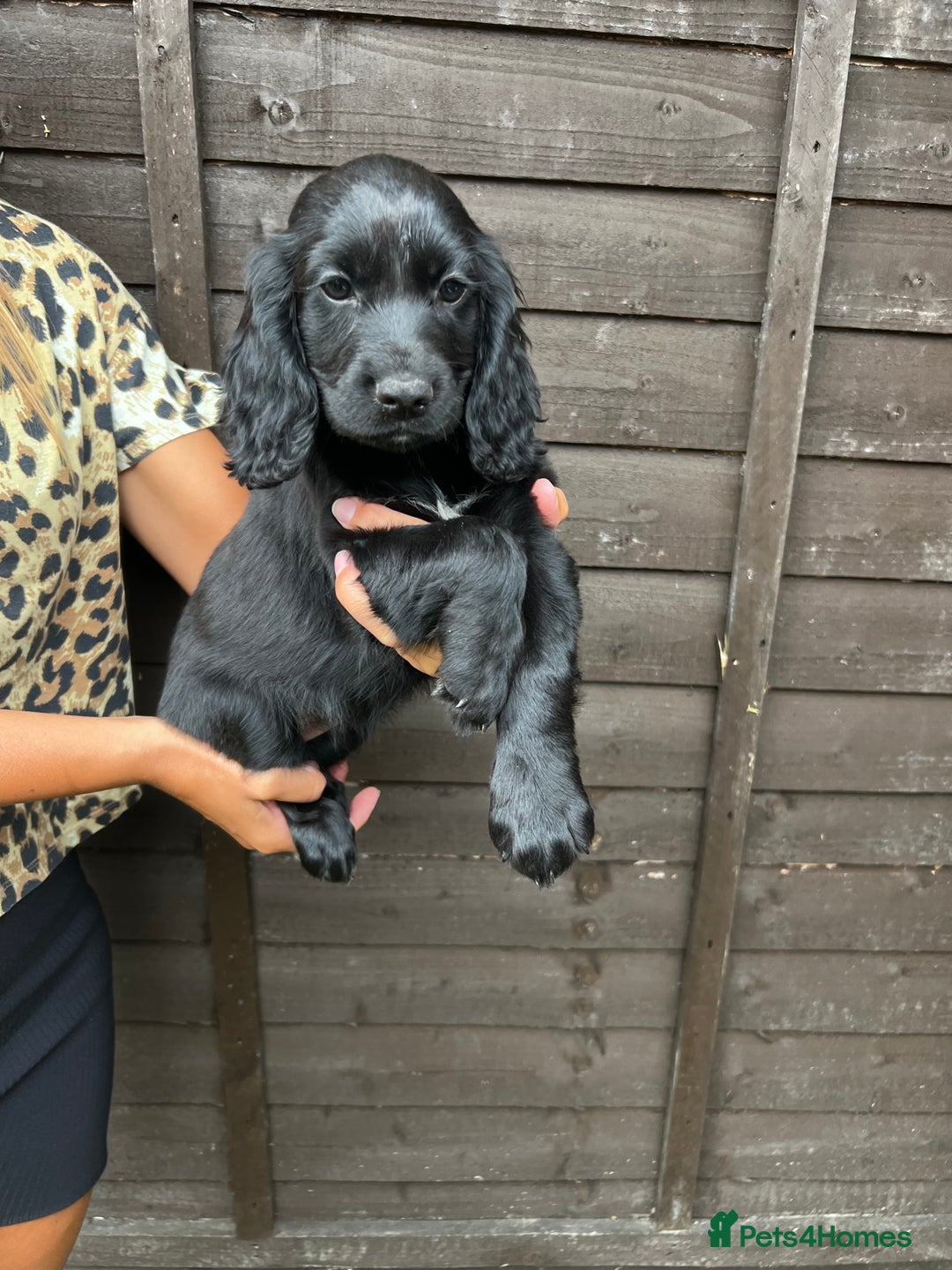 Cocker Spaniel dogs for sale: Cocker spaniel female puppies  - Image 27
