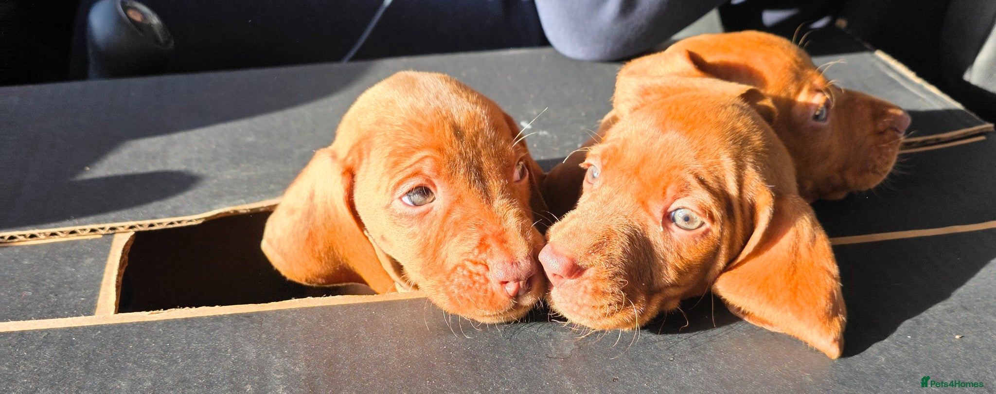 Hungarian Vizsla dogs Hungarian Vizsla Puppies Looking forForever Homes! - Advert 1