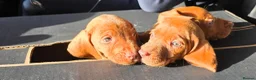 Hungarian Vizsla dogs for sale: Hungarian Vizsla Puppies Looking forForever Homes! - Advert 3