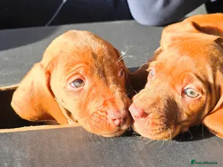 Hungarian Vizsla dogs Hungarian Vizsla Puppies Looking forForever Homes! - Advert 1