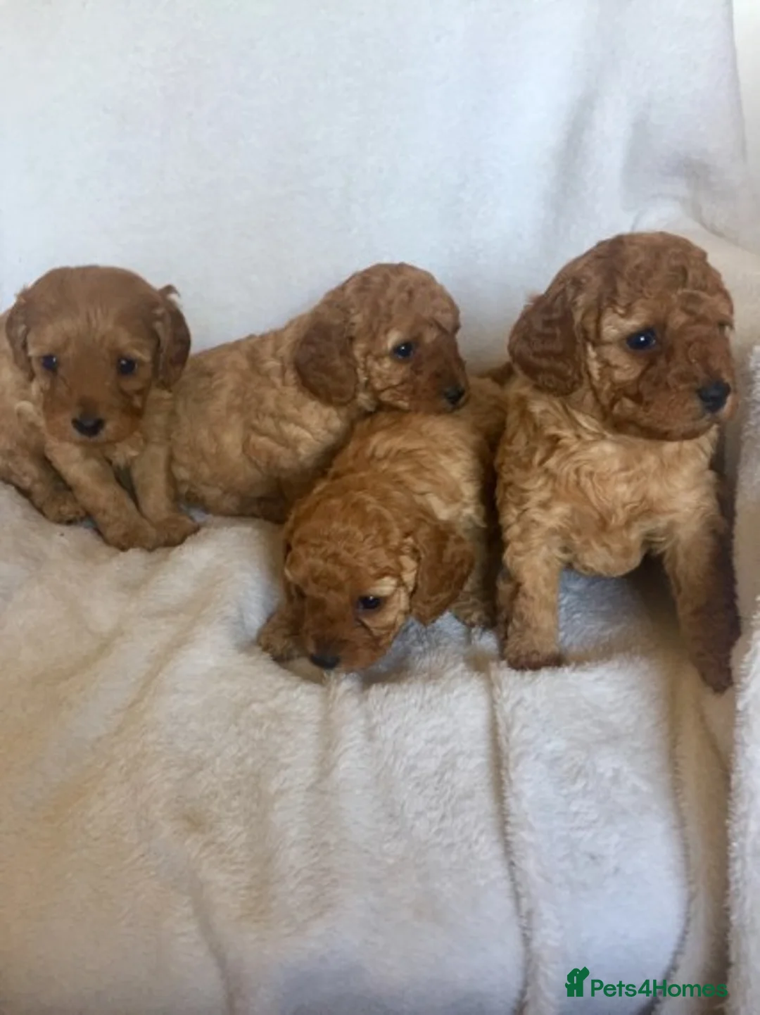 Poodle dogs for stud: Red Mini Poodle PRA Clear & Other DNA Clear in Mansfield - Advert 12