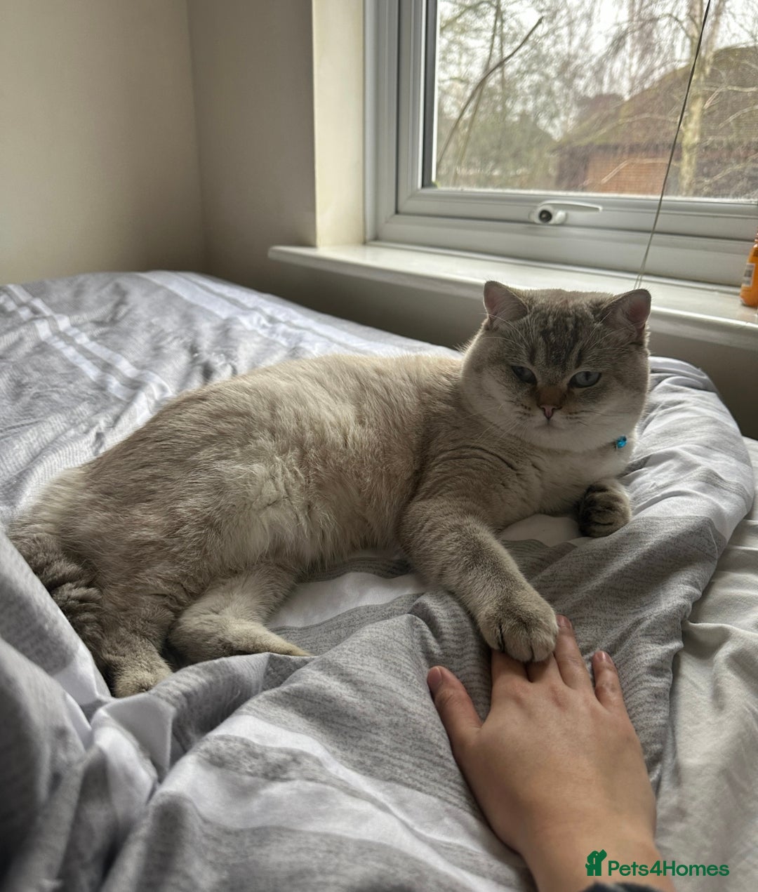 British Shorthair cats for sale: British shorthair white lilac shaded  - Image 4