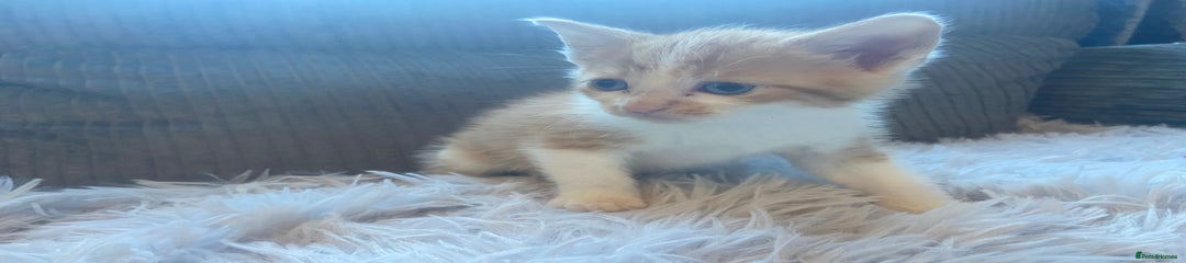 Mixed Breed Kitten 1