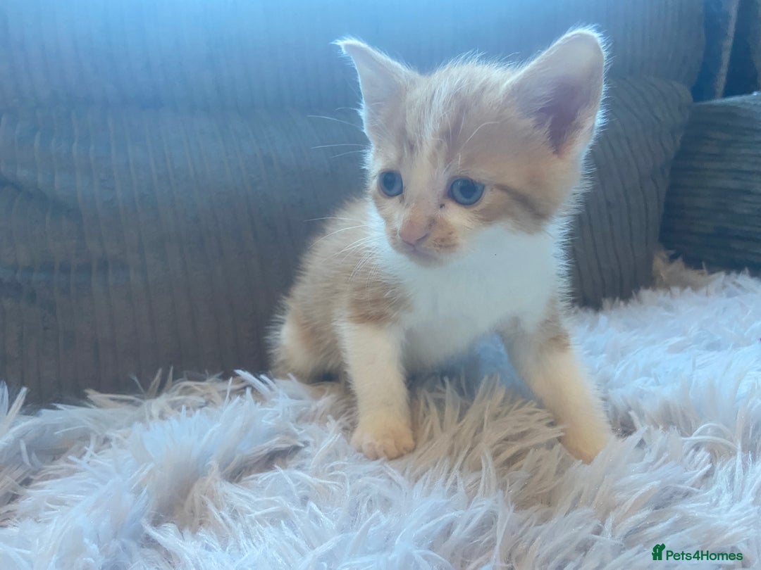 Mixed Breed cats for sale: 😻😻 2 beautiful black girls available 😻😻 - Image 6