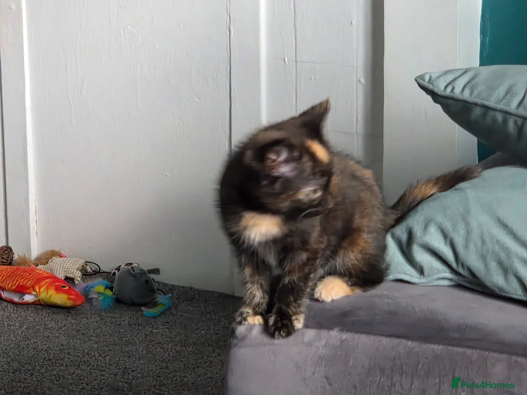 British Shorthair cats for sale: Female kitten ready - Advert 2