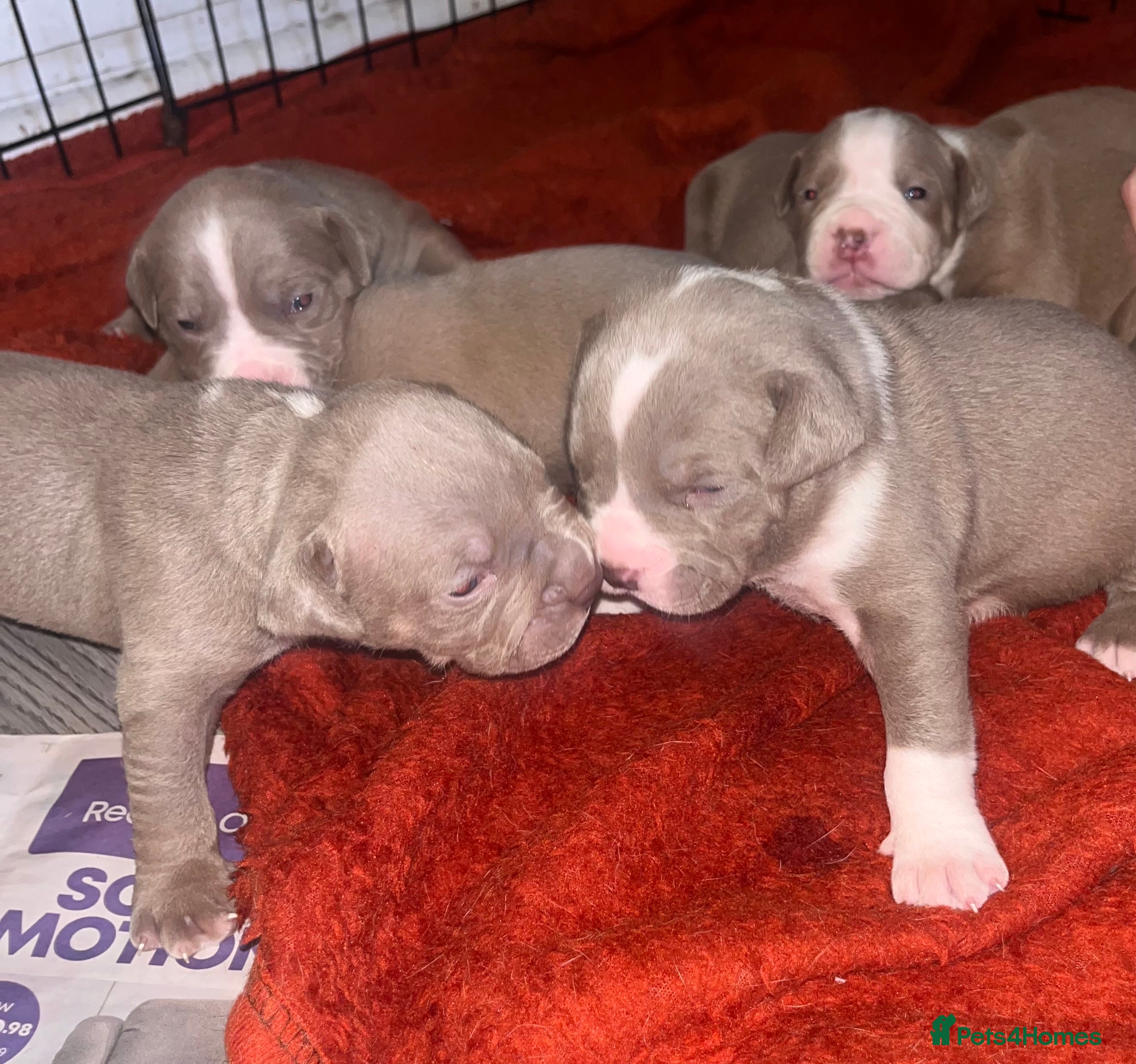 Mixed Breed dogs 9 Puppies - Old Tyme Bulldog x American Bulldog - Advert 9
