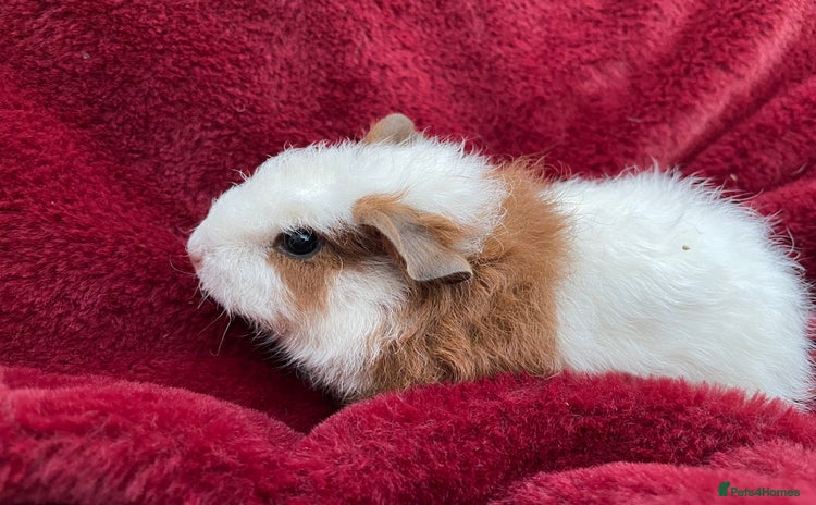 Guinea Pig rodents - Advert 4